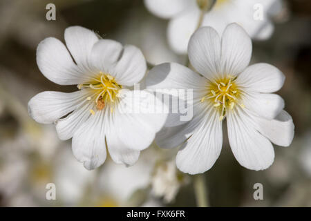 Weißen Blüten einer Snow-in-Summer Pflanze (filziges Hornkraut) Stockfoto