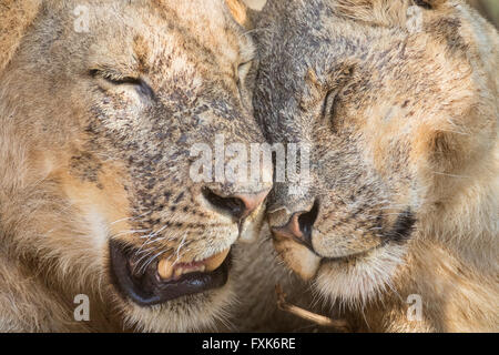 Löwen (Panthera Leo), Porträt, Anzeigen von Zuneigung, South Luangwa Nationalpark, Sambia Stockfoto