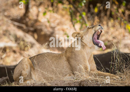 Löwin (Panthera Leo), Gähnen, South Luangwa Nationalpark, Sambia Stockfoto