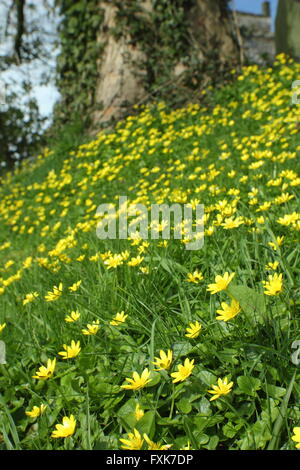 Kleinen Schöllkraut (Ficaria Verna) wächst auf einem grasbewachsenen Hang in einer englischen Kirchhof in den Peak District Derbyshire UK - Frühling Stockfoto