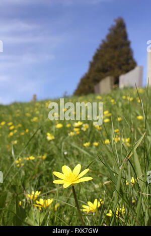 Kleinen Schöllkraut in voller Blüte auf einem Rasen-Hang im Peak District Derbyshire England UK - april Stockfoto