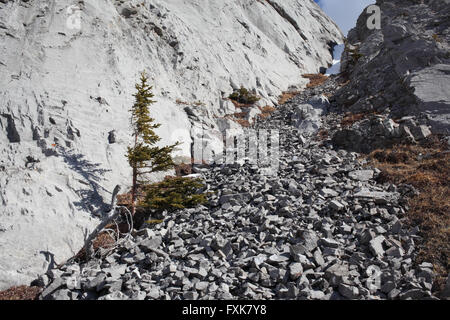 Felslawine hoch über hwy 40 in Kananaskis Country in Alberta Stockfoto