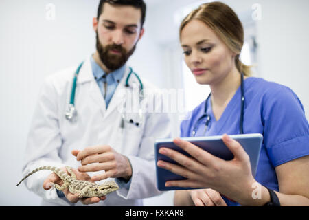 Tierarzt untersucht eine Eidechse mit digital-Tablette Stockfoto