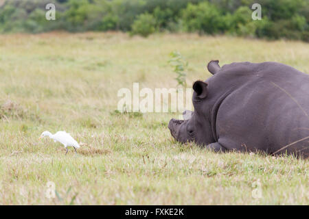 Ein Nashorn, Rhinozeros, oft abgekürzt gehört zu irgendeiner fünf extant Sorte von Odd-toed Huftieren in der Familie Überfamilie, Stockfoto