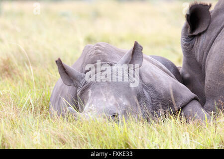 Ein Nashorn, Rhinozeros, oft abgekürzt gehört zu irgendeiner fünf extant Sorte von Odd-toed Huftieren in der Familie Überfamilie, Stockfoto