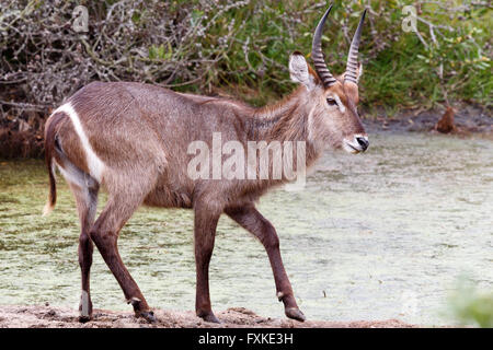 Wasserbock - Kobus Ellipsiprymnus Stockfoto