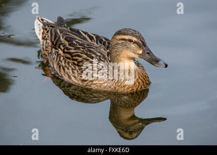 Weibliche Stockente Enten schwimmen auf dem See Stockfoto