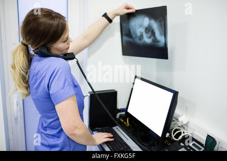 Tierarzt Röntgen während des Gesprächs am Telefon überprüfen Stockfoto