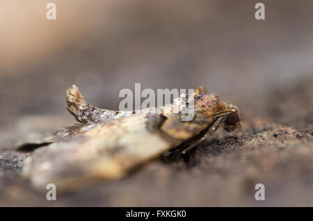 Schulter-Streifen Motte (Earophila Badiata) zeigt Haltung ruht. Ein recht häufiges Insekt in der Familie Geometridae Stockfoto