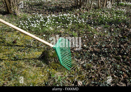 Frühling im Garten mit einem grünen Rechen unter Holz Anemonen im Hinterhof Stockfoto