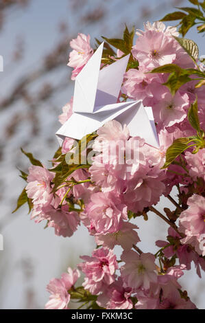 Origami Taube auf blühenden Frühling japanischen Kirschbaum sakura Stockfoto