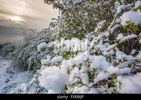 Wolverhampton, Midlands, UK. 16. April 2016. UK-Wetter. 16. April 2016 Wolverhampton in den West Midlands wachte auf eine Überraschung Decke von Schnee heute Morgen nach der letzten milden Witterungsverhältnisse Credit geändert: David Holbrook/Alamy Live News Stockfoto