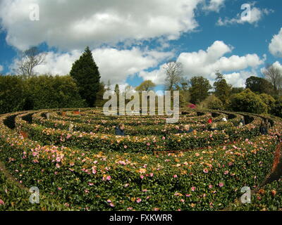 Tregothnan Cornwall UK 16. April 2016 Großbritanniens größten Nächstenliebe öffnen, Garten Event heute und morgen. Besucher erkunden die weltweit größte Kamelie Labyrinth UK Wetter. Bildnachweis: Anthony Collins/Alamy Live-Nachrichten Stockfoto