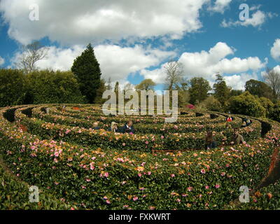 Tregothnan Cornwall UK 16. April 2016 Großbritanniens größten Nächstenliebe öffnen, Garten Event heute und morgen. Besucher erkunden die weltweit größte Kamelie Labyrinth UK Wetter. Bildnachweis: Anthony Collins/Alamy Live-Nachrichten Stockfoto