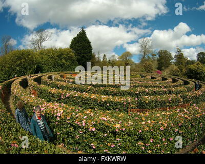 Tregothnan Cornwall UK 16. April 2016 Großbritanniens größten Nächstenliebe öffnen, Garten Event heute und morgen. Besucher erkunden die weltweit größte Kamelie Labyrinth UK Wetter. Bildnachweis: Anthony Collins/Alamy Live-Nachrichten Stockfoto