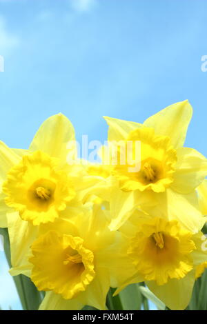 Narzissen in voller Blüte an einem sonnigen Frühlingstag in Großbritannien - Dorf Einstellung, England UK Europe Stockfoto