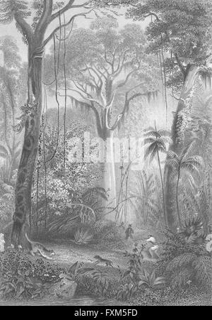 Brasilien: Ian Wald: Rhind Flora Fauna Mann zu schießen, antiken print 1855 Stockfoto