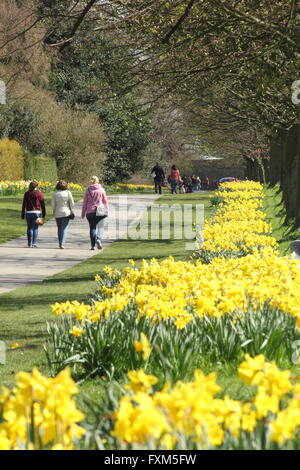 Narzissen in voller Blüte auf die Narzisse gehen in Wentworth Dorf, Rotherham, South Yorkshire England UK Stockfoto