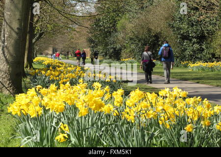 Narzissen in voller Blüte auf die Narzisse gehen in Wentworth Dorf, auf dem Anwesen von Wentworth, Rotherham South Yorkshire England UK Stockfoto
