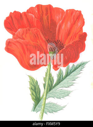 Botanische: orientalische Mohn: Garten Blume, Antik print 1890 Stockfoto