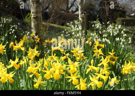 Silber-Birken (Betula Pendel) underplanted mit Narzissen (Narcissus) und Sommer Schneeflocken in einer britischen Frühlingsgarten, UK Stockfoto