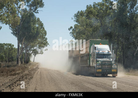 Sattelzugmaschine für Viehtransporte auf staubiger, nicht versiegelter Outback-Straße in Queensland, Australien Stockfoto