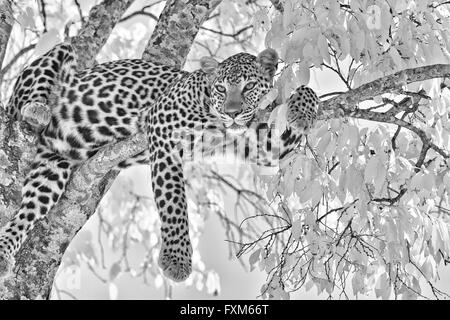 Infra Rot, schwarz und weiße Bild von einem afrikanischen Leoparden (Panthera Pardus Pardus) ruht auf einem Baum in der Masai Mara in Kenia, Stockfoto