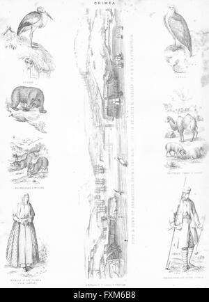 SEWASTOPOL: Wolf; CRIM Zahnstein; Adler; Baktrischen Kamel, antiken print c1849 Stockfoto