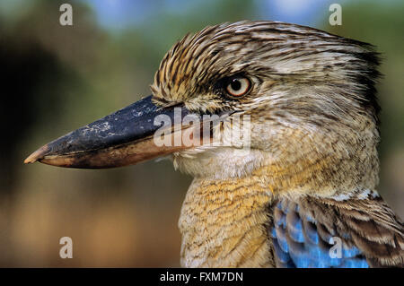 Porträt einer Blue-winged Kookaburra, einer der größten Eisvogel Vögel. Stockfoto