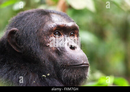 Foto von Jamie Callister ©. Schimpansen Trekking im Kibale Forest National Park, Uganda, Zentralafrika, 27. Februar 2016 Stockfoto