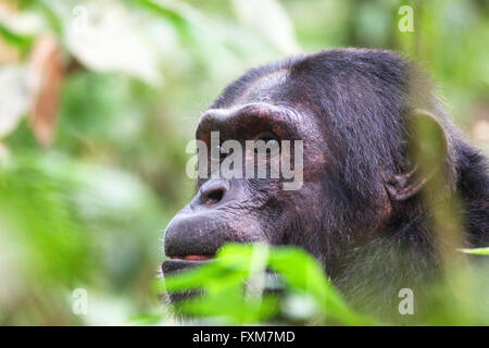 Foto von Jamie Callister ©. Schimpansen Trekking im Kibale Forest National Park, Uganda, Zentralafrika, 27. Februar 2016 Stockfoto