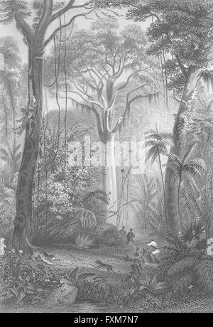 Brasilien: Ian Wald: Rhind Flora Fauna Mann zu schießen, antiken Druck 1868 Stockfoto