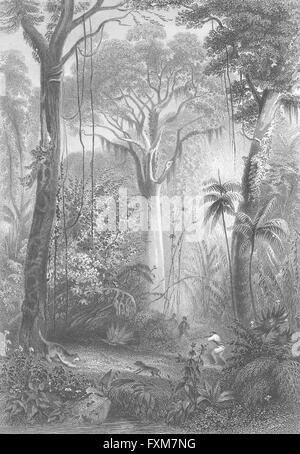 Brasilien: Ian Wald: Rhind Flora Fauna Mann zu schießen, antiken print 1865 Stockfoto