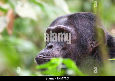 Foto von Jamie Callister ©. Schimpansen Trekking im Kibale Forest National Park, Uganda, Zentralafrika, 27. Februar 2016 Stockfoto