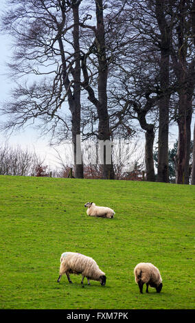 Grasende Schafe Stockfoto