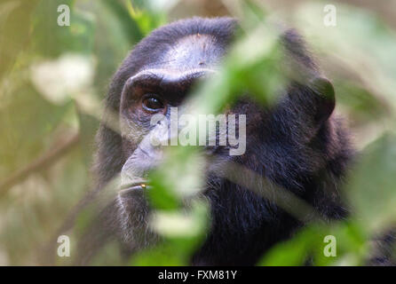 Foto von Jamie Callister ©. Schimpansen Trekking im Kibale Forest National Park, Uganda, Zentralafrika, 27. Februar 2016 Stockfoto