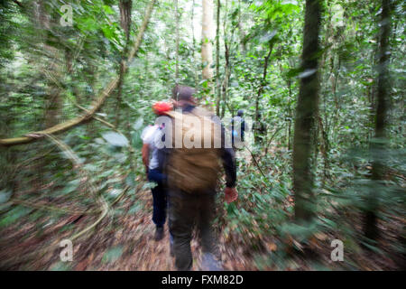 Foto von Jamie Callister ©. Schimpansen Trekking im Kibale Forest National Park, Uganda, Zentralafrika, 27. Februar 2016 Stockfoto