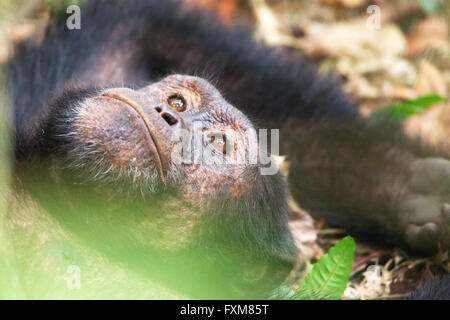 Foto von Jamie Callister ©. Schimpansen Trekking im Kibale Forest National Park, Uganda, Zentralafrika, 27. Februar 2016 Stockfoto