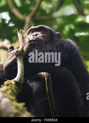 Foto von Jamie Callister ©. Schimpansen Trekking im Kibale Forest National Park, Uganda, Zentralafrika, 27. Februar 2016 Stockfoto