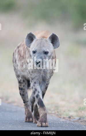 Gefleckte Hyänen (Crocuta Crocuta) entlang einer Straße in Krüger Nationalpark, Südafrika Stockfoto