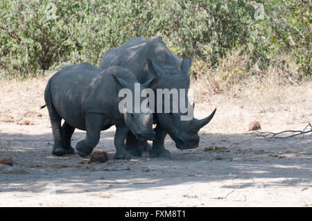 Weiße Nashörner (Rhinocerotidae)) Mutter mit Jungen im Krüger Nationalpark, Südafrika Stockfoto