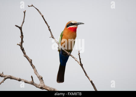 White-fronted Bienenfresser (Merops Bullockoides) im Krüger Nationalpark, Südafrika Stockfoto