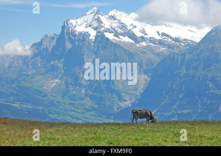 Kuh grasen auf der idyllischen Alm in den Schweizer Alpen. Stockfoto