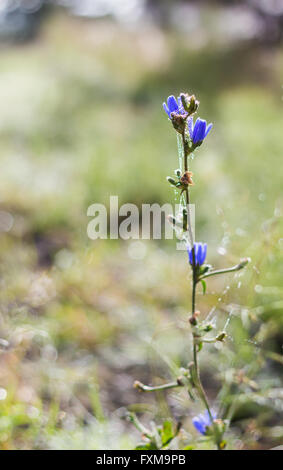 Lila Wildblumen mit Stegen am Morgen im Fokus Stockfoto