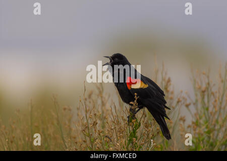 Rufen männliche Rotschulterstärling, (Agelaius Phoeniceus), Bosque del Apache National Wildlife Refuge, New Mexico, USA. Stockfoto