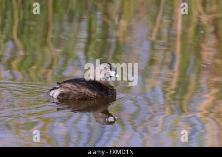 Pied – abgerechnet Grebe, (Podilymbus Podiceps), Bosque del Apache National Wildlife Refuge, New Mexico, USA. Stockfoto