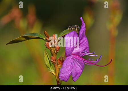 Honigbiene auf lila Azalee Rhododendron Blüte hautnah über Hintergrund aus grünen Blättern und rosa Blüten Stockfoto