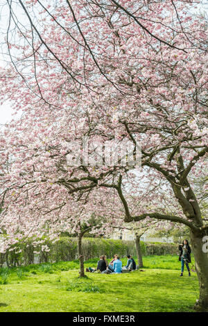 London, Vereinigtes Königreich - 10. April 2016: Gruppe von Menschen haben einen Picknick unter blühenden Cherry Blossom Baum im Regents Park Stockfoto