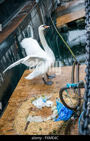 London, Vereinigtes Königreich - 15. April 2016: Swan stretching Flügel neben seinem Nest mit zwei Eiern Stockfoto