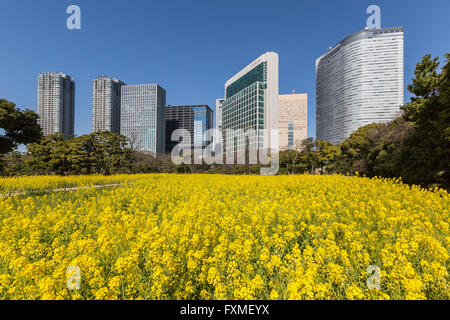 Hamarikyu Gärten, Tokyo, Japan Stockfoto